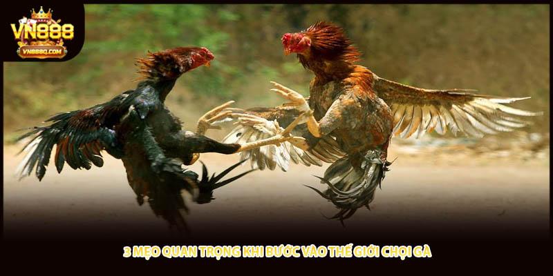 3 mẹo quan trọng khi bước vào thế giới chọi gà