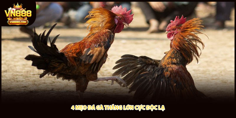 4 mẹo đá gà thắng lớn cực độc lạ