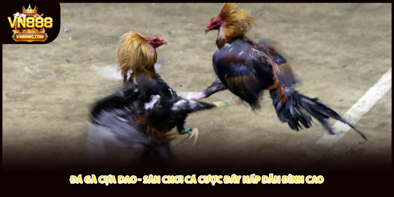 Đá Gà Cựa Dao - Sân Chơi Cá Cược Đầy Hấp Dẫn Đỉnh Cao