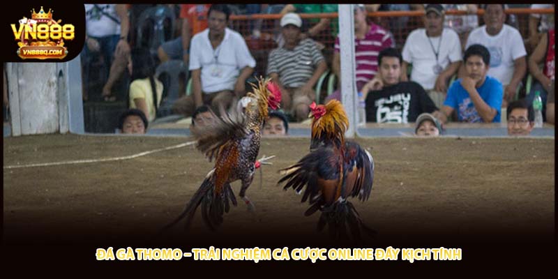 Đá Gà Thomo – Trải Nghiệm Cá Cược Online Đầy Kịch Tính