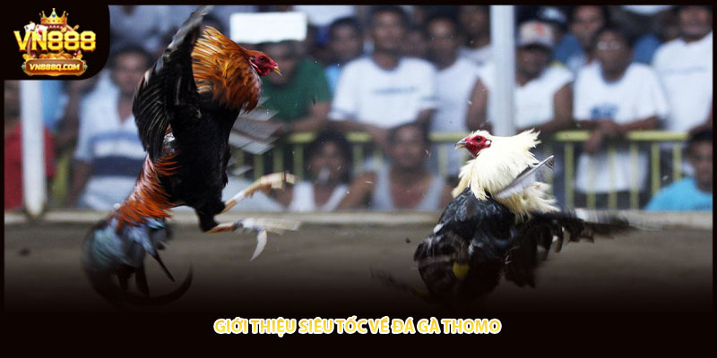 Giới thiệu siêu tốc về đá gà thomo