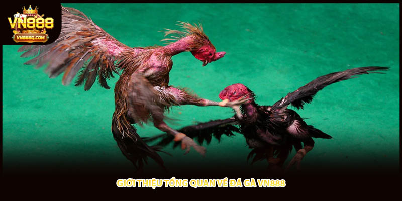 Giới thiệu tổng quan về đá gà VN888