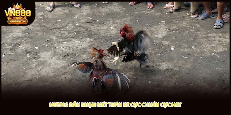 Hướng dẫn nhận biết thần kê cực chuẩn cực hay