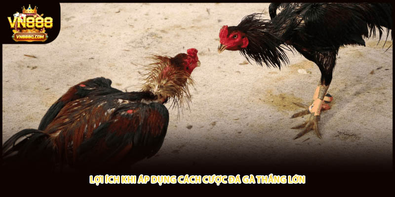 Lợi ích khi áp dụng cách cược đá gà thắng lớn