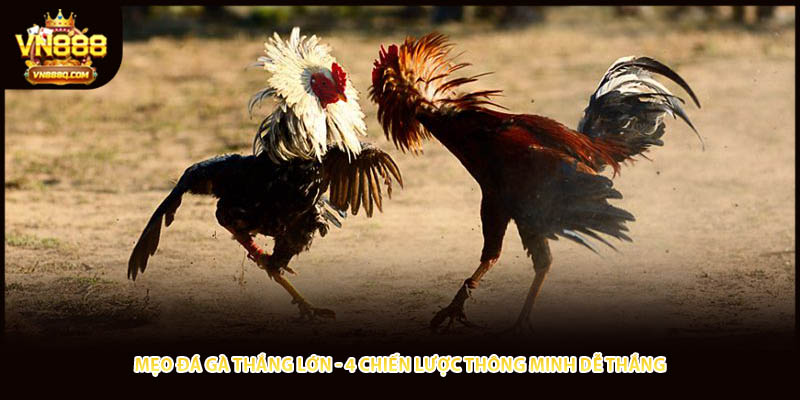 Mẹo Đá Gà Thắng Lớn - 4 Chiến Lược Thông Minh Dễ Thắng