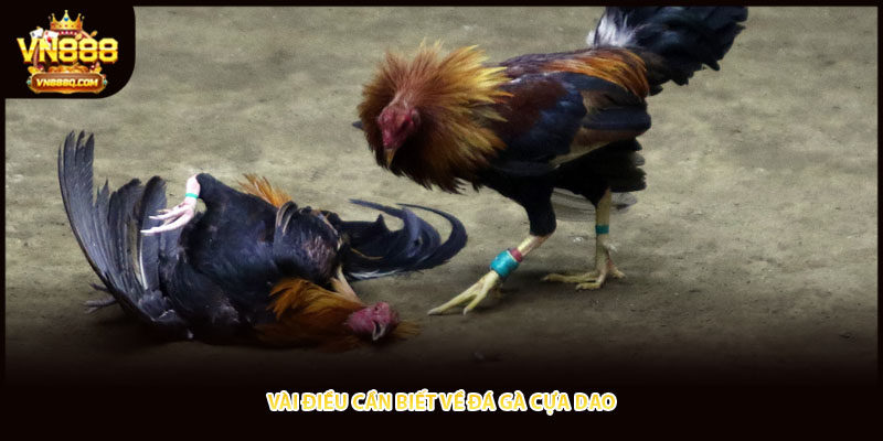 Vài điều cần biết về đá gà cựa dao